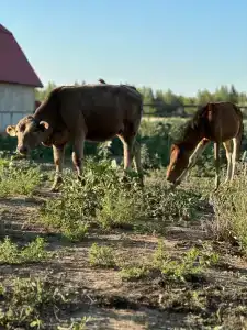 Усадьба Заилечье - 34