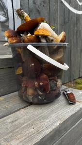 Глэмпинг Гиперборея - 81