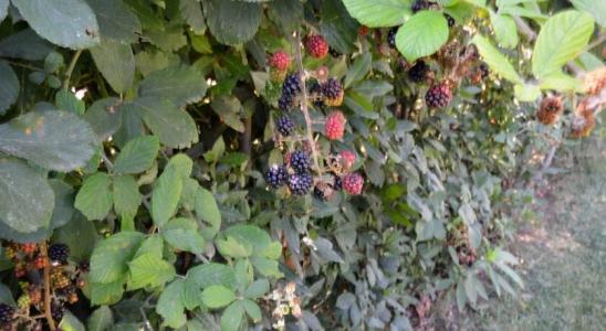 Agriturismo Le Spighe - 13