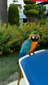 Aska Bayview Resort - All Inclusive - 54