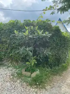 Морнебуг - 4