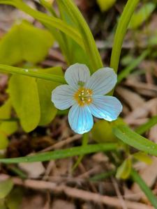 Жемчужина Золотого кольца - 40