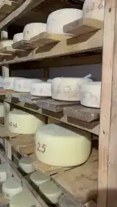 Башкирская коза - 13