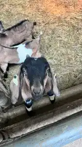 База отдыха Коттеджи Фермы М2 - 94