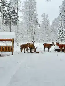 Шанти озеро - 2
