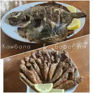 Альбатрос - 49