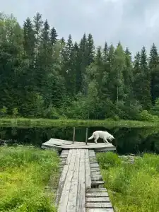 Лесная Поляна - 22