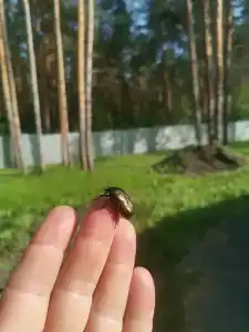 Сосновый бор - 33