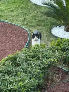 Hilton Istanbul Bosphorus - 99