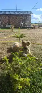 Белый кит - 39