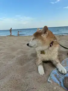 ВесеЛофт - 88