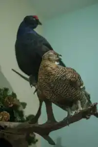 Золотой Ручей - 9