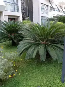 Meryan - Ultra All Inclusive - 48