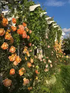 Azovskaya Rivera - 95