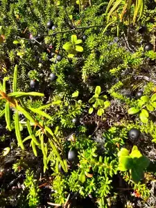 Коккосалма - 7