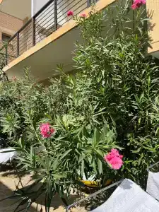 Джумейра - 16