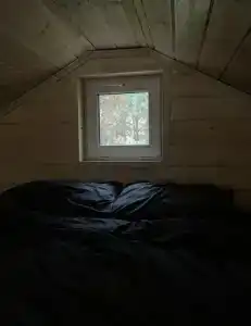 Сосны. Пространствие - 98