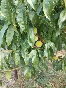 АзовХолидей - 77