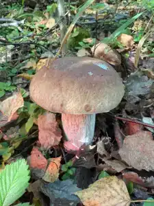 Эко-ферма Ваньково - 85