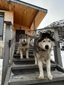 Cedar Grass Териберка - 35