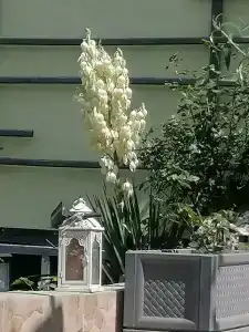 Семирамида - 35