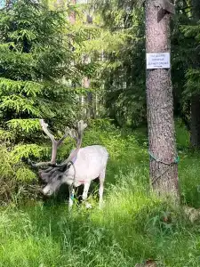 Северный олень - 18