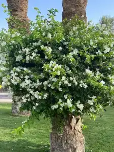 Ali Baba Palace -Families and Couples Only- - 86