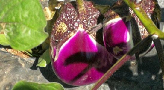 La Mimosa Case Vacanze - 20