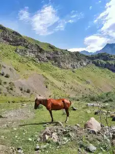 Cozy in Kazbegi - 3