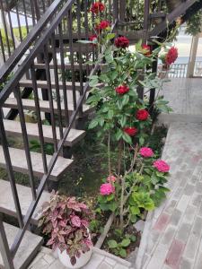 Афродита - 31