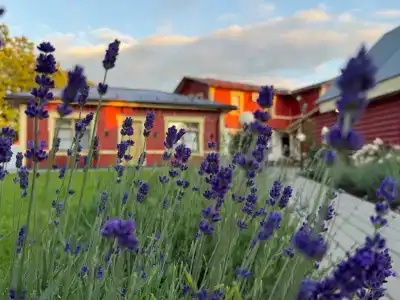 Царедворье - 1