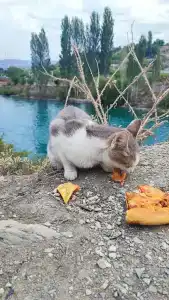 Главрыба - 97