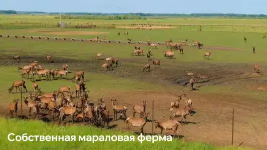 Березовка - 17