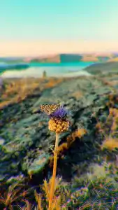 Воробьёвы горы - 50