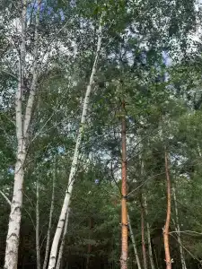 Betula - 43
