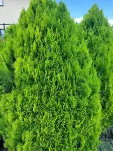 Зелёный дворик - 6