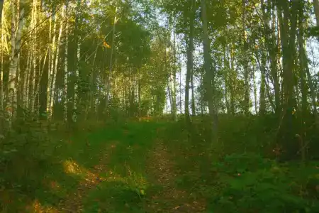Птички - 36