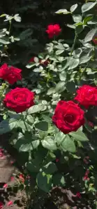 Заречный - 71