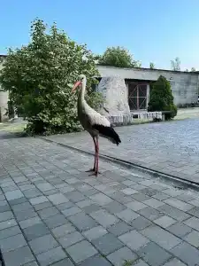 Агроусадьба Беловежская Гостевая - 7