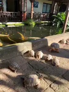 Botany Beach Resort - 6