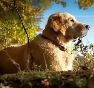 Лада Holiday - 40