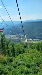 Кактус Арт - 39