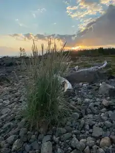 Кедр Грасс Белое Море - 43