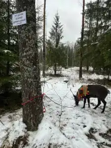 Северный олень - 31