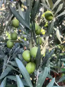 Sumela Garden - 39