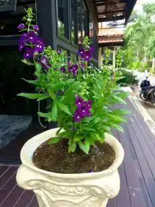 At Lamai Resort - 39