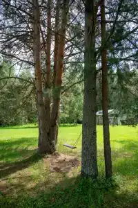 Сосновые шишки - 43