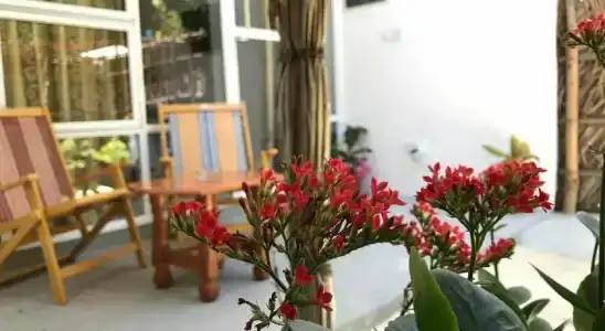 Palm Garden - 49