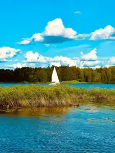 Лес и Волга - 45