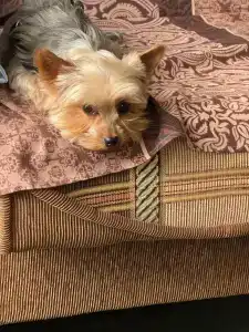 Жемчужный - 14